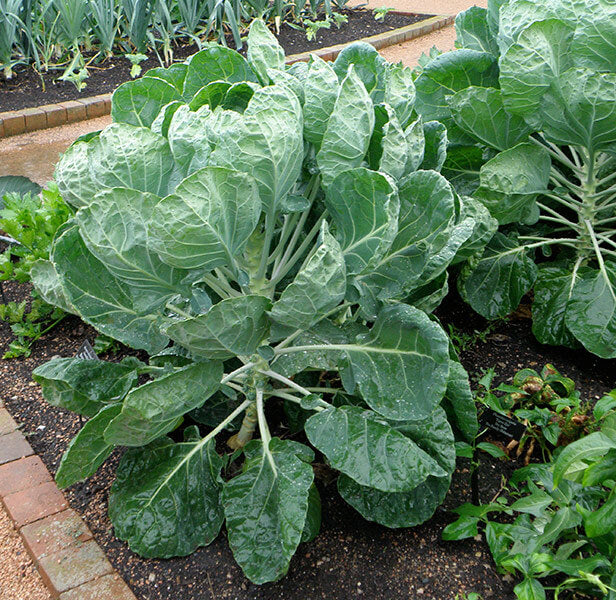 How to grow brussels sprouts – a guide to planting and growing