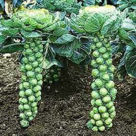 Harvesting brussels sprouts