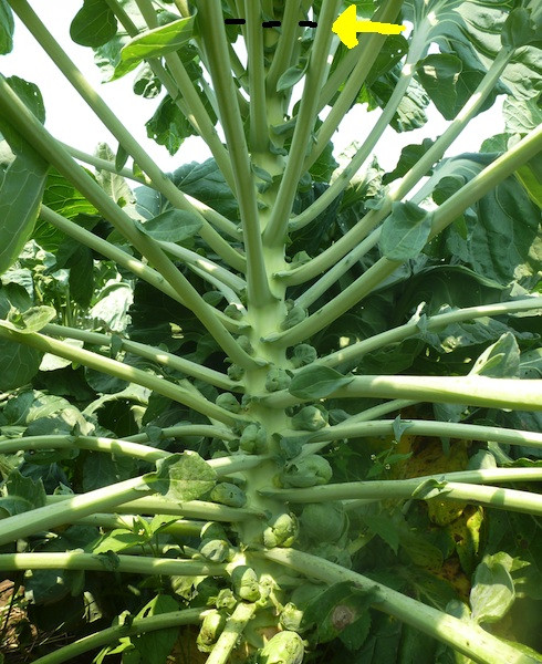 When to harvest Brussels sprouts