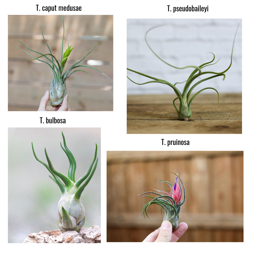Tap water and its effects on air plants