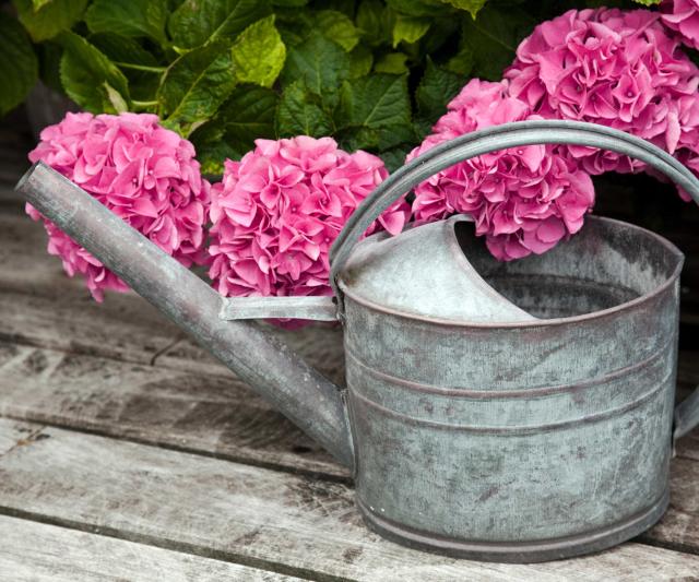 Watering hydrangeas – expert tips on how and when to hydrate these backyard shrubs