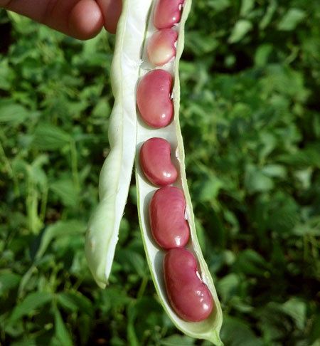 How long does it take to grow a kidney bean