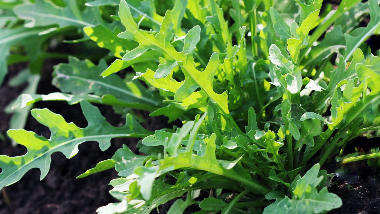 When to harvest arugula – an expert guide to getting the perfect flavor