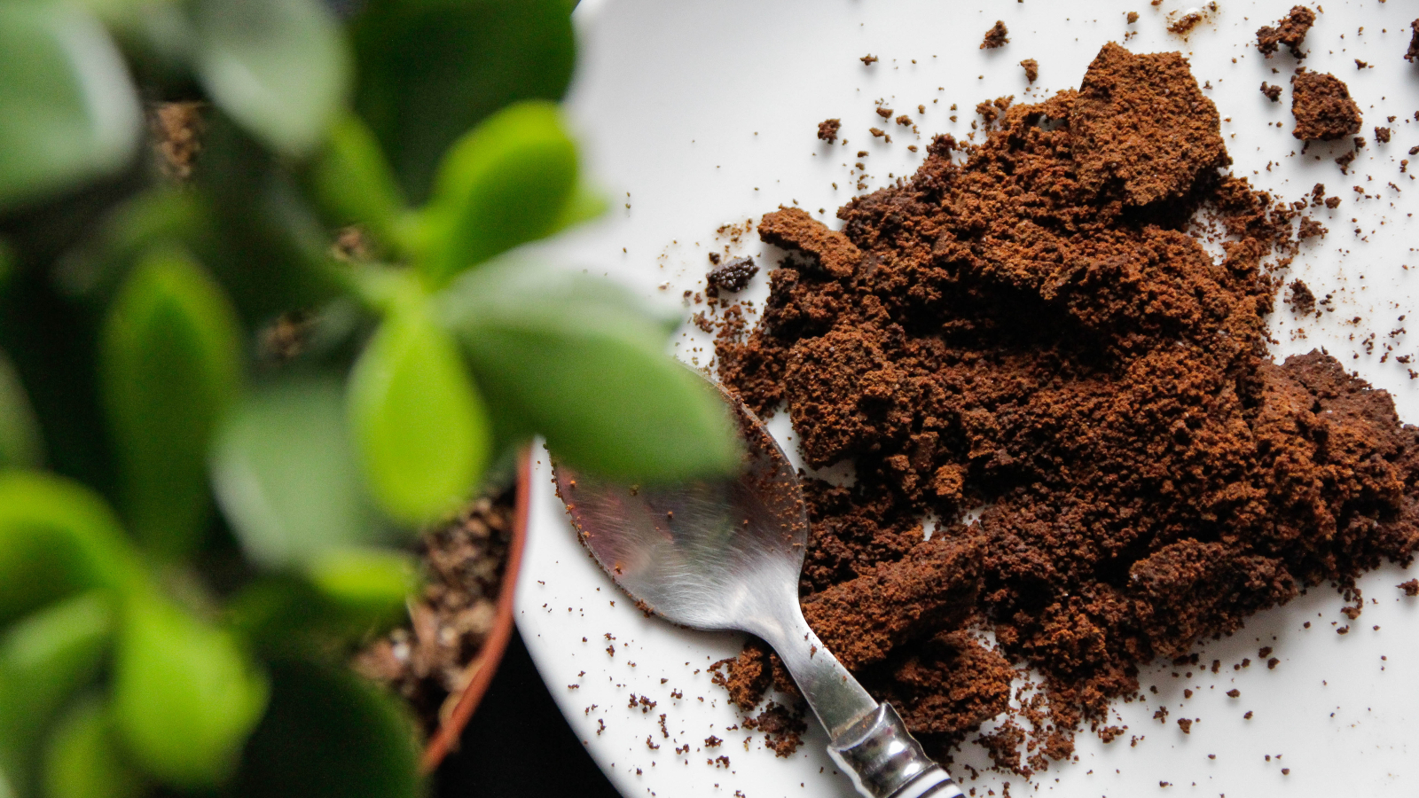 Adding coffee grounds directly to the soil