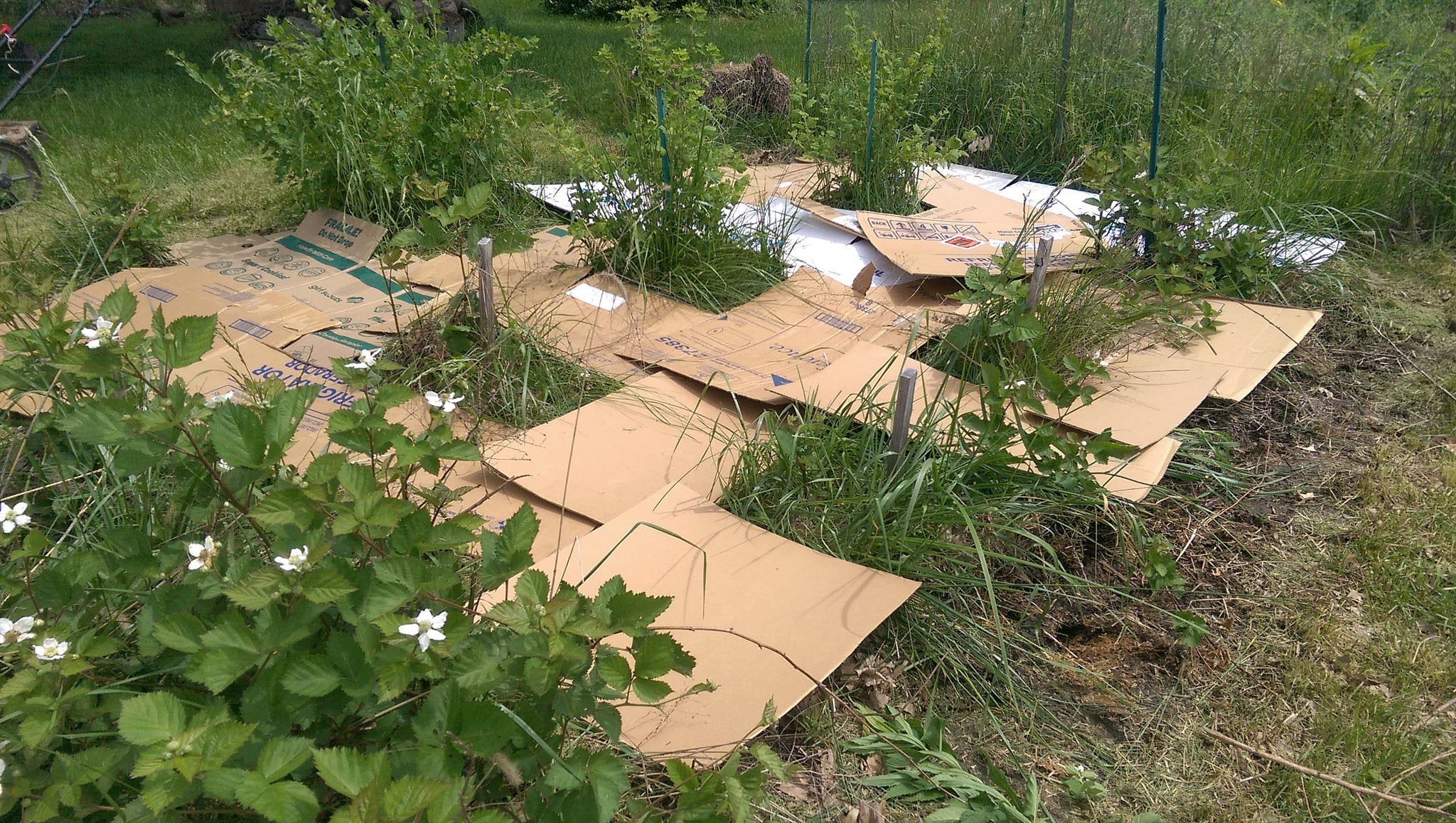 Using cardboard for weed control – what the process involves
