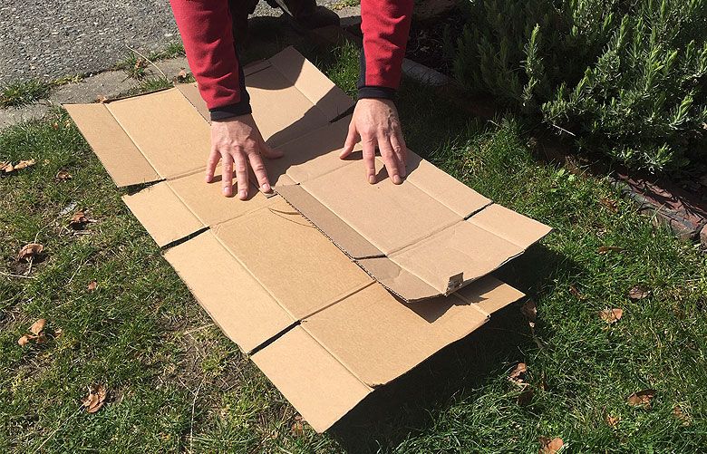 Using cardboard for weed control – the simple effective way to manage your garden
