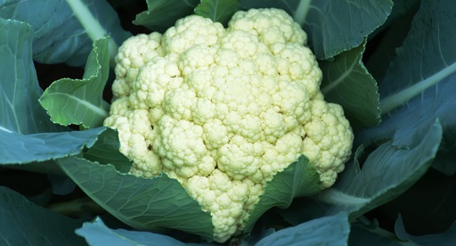Are cauliflowers easy to grow?
