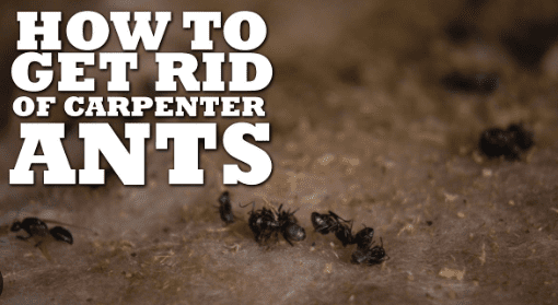How to kill carpenter ants – professionals share advice on how to eliminate them efficiently