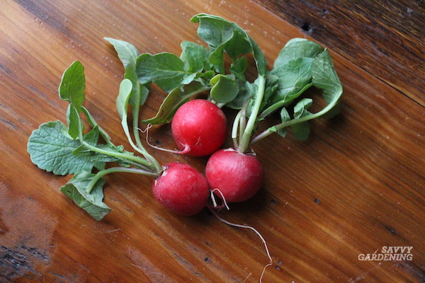 How long should radishes be in the ground