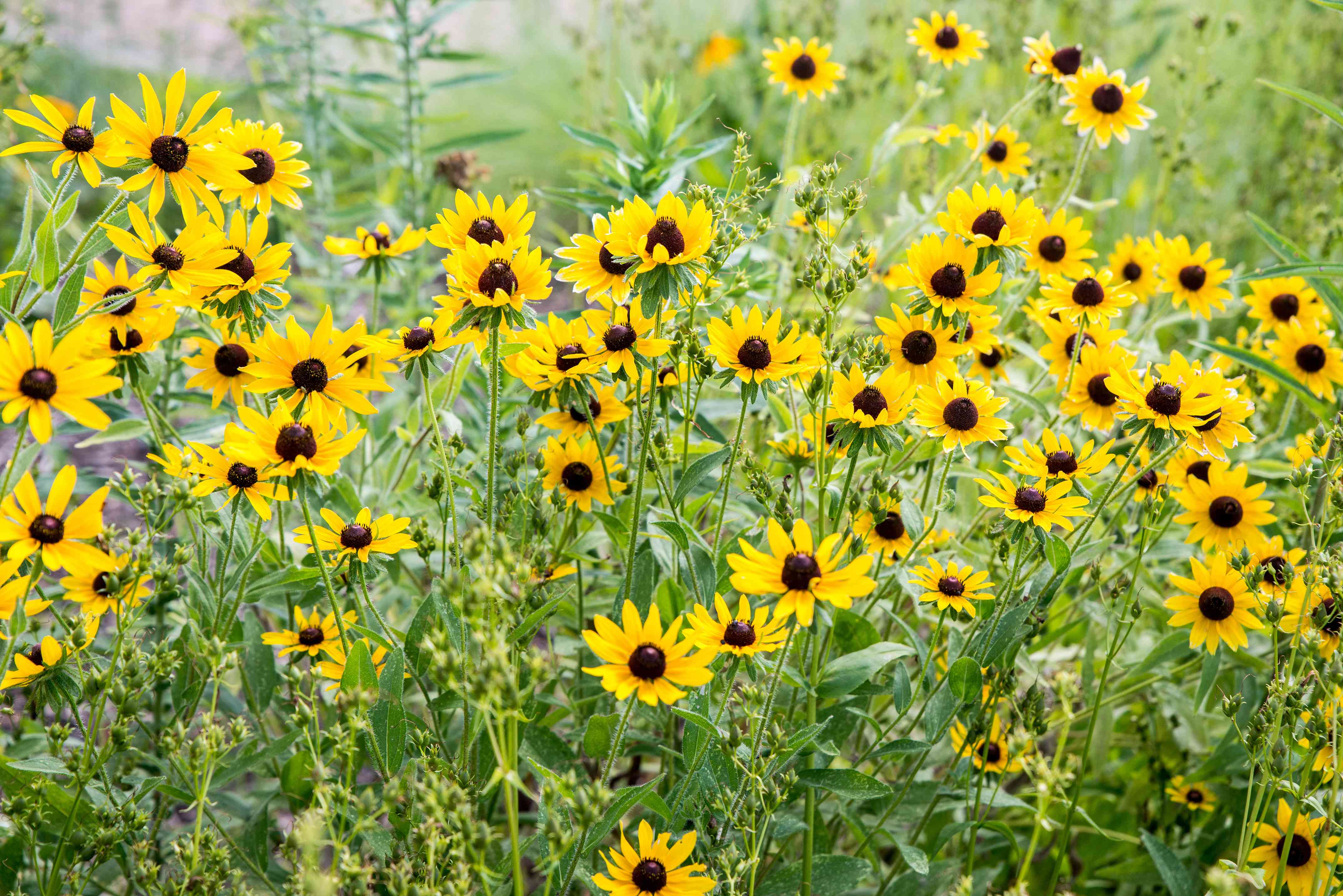 Do black eyed Susans come back every year