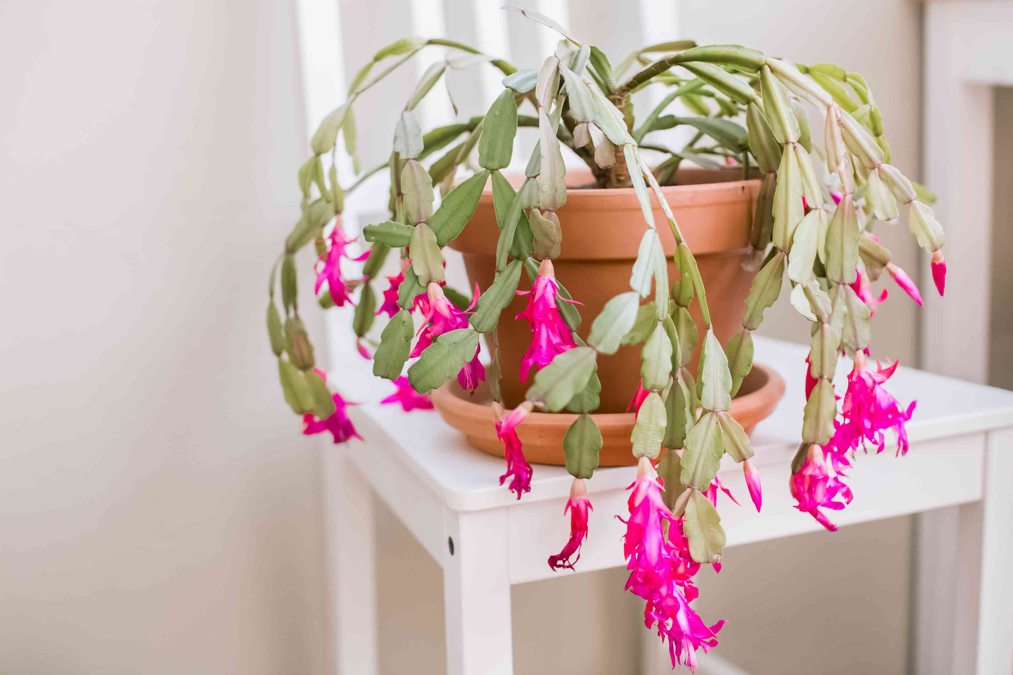 How to grow and care for Christmas cactus