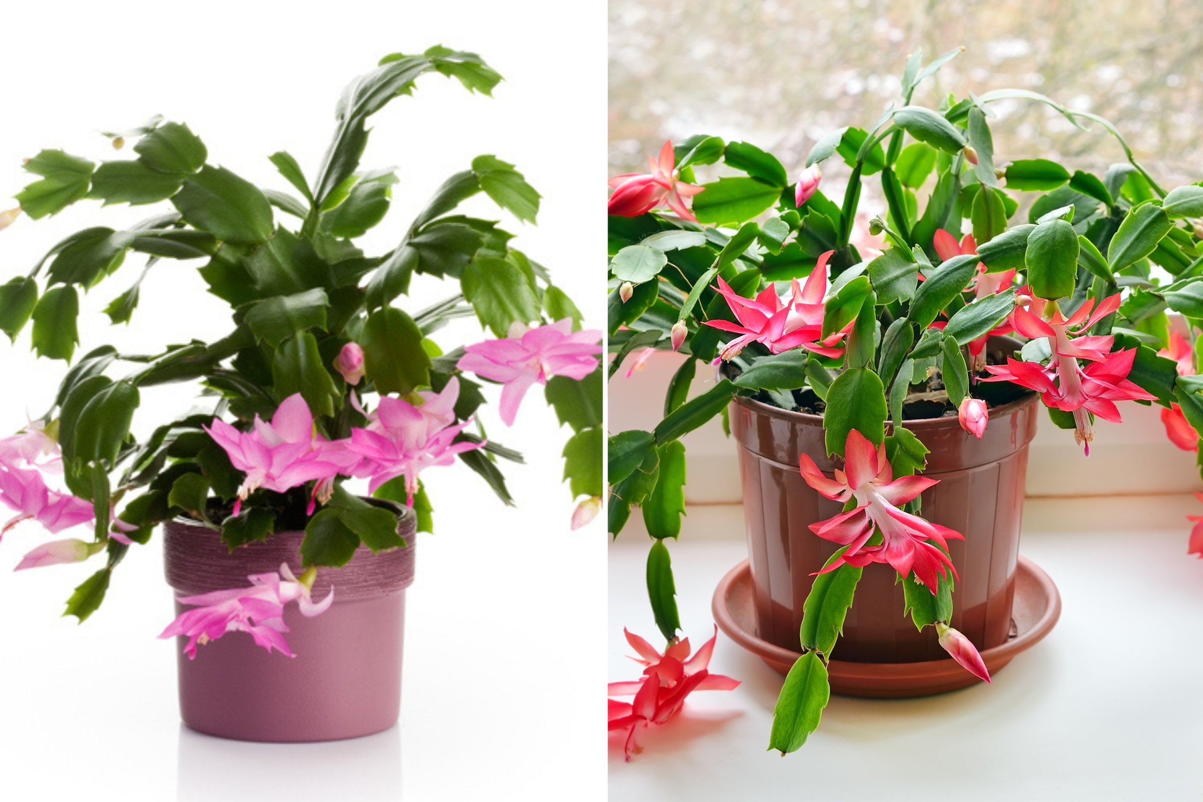 What is a Christmas cactus