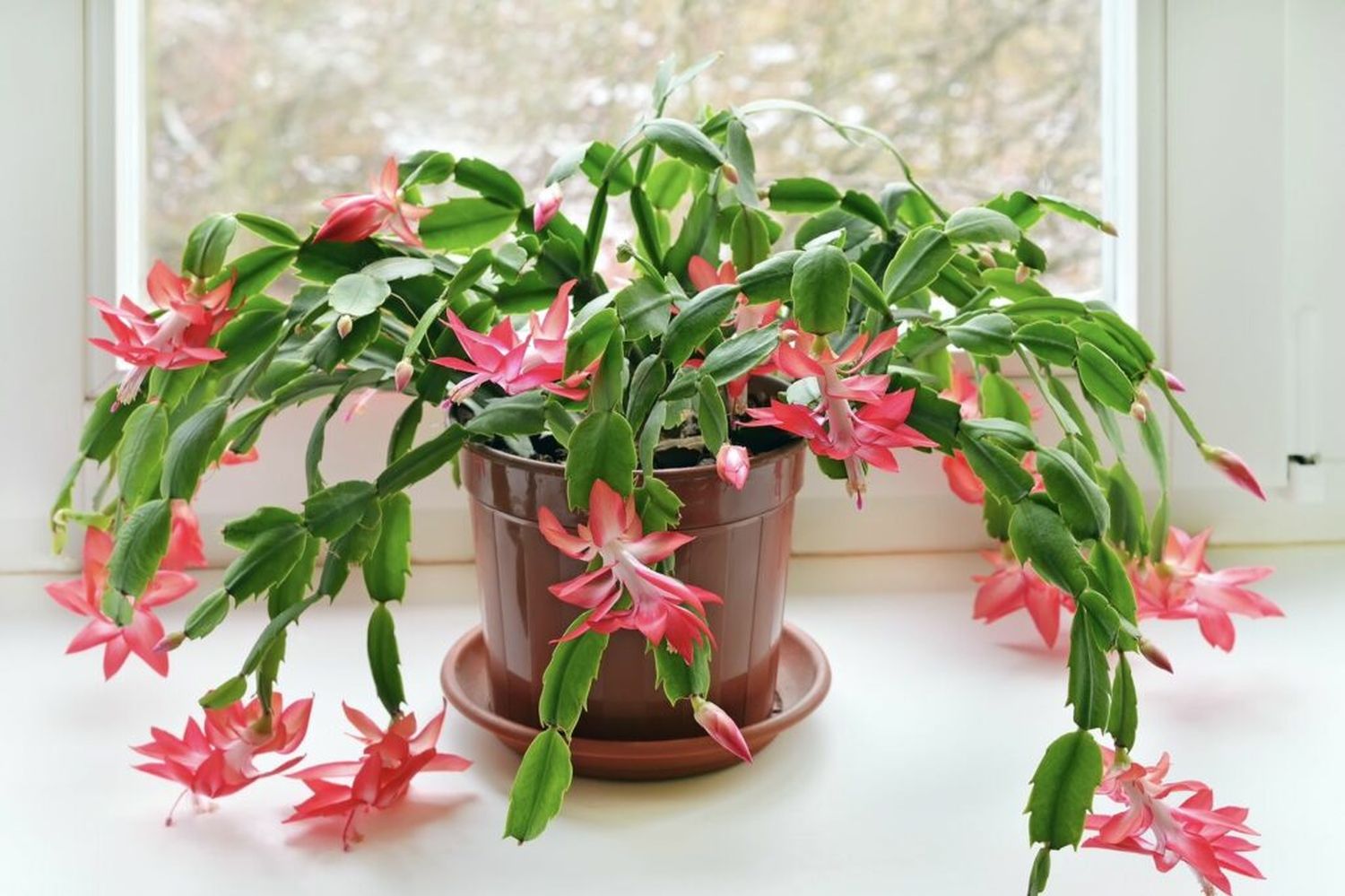 How to make a Christmas cactus bloom – from Thanksgiving onwards