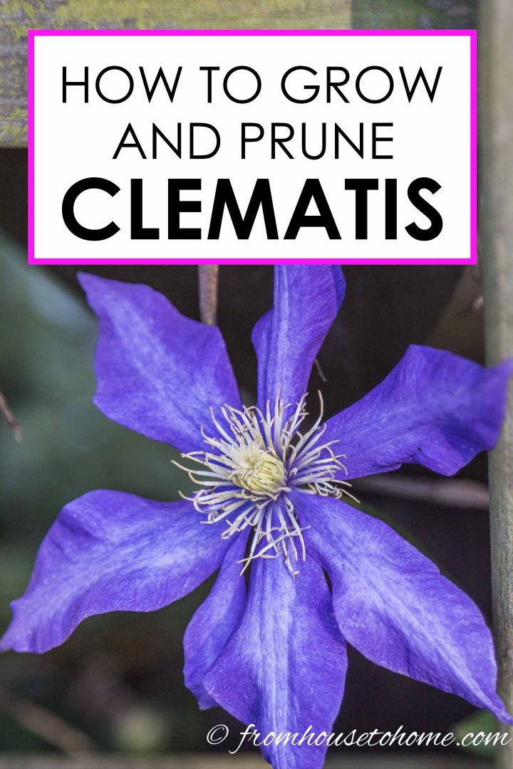 How to prune clematis Group 1