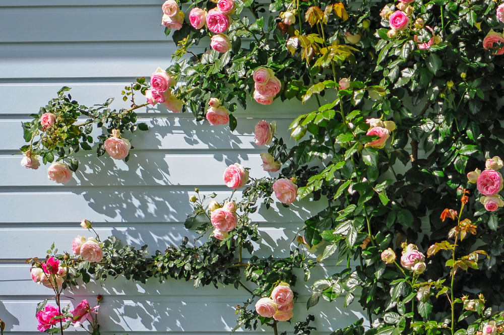 1 Prepare climbing roses for planting