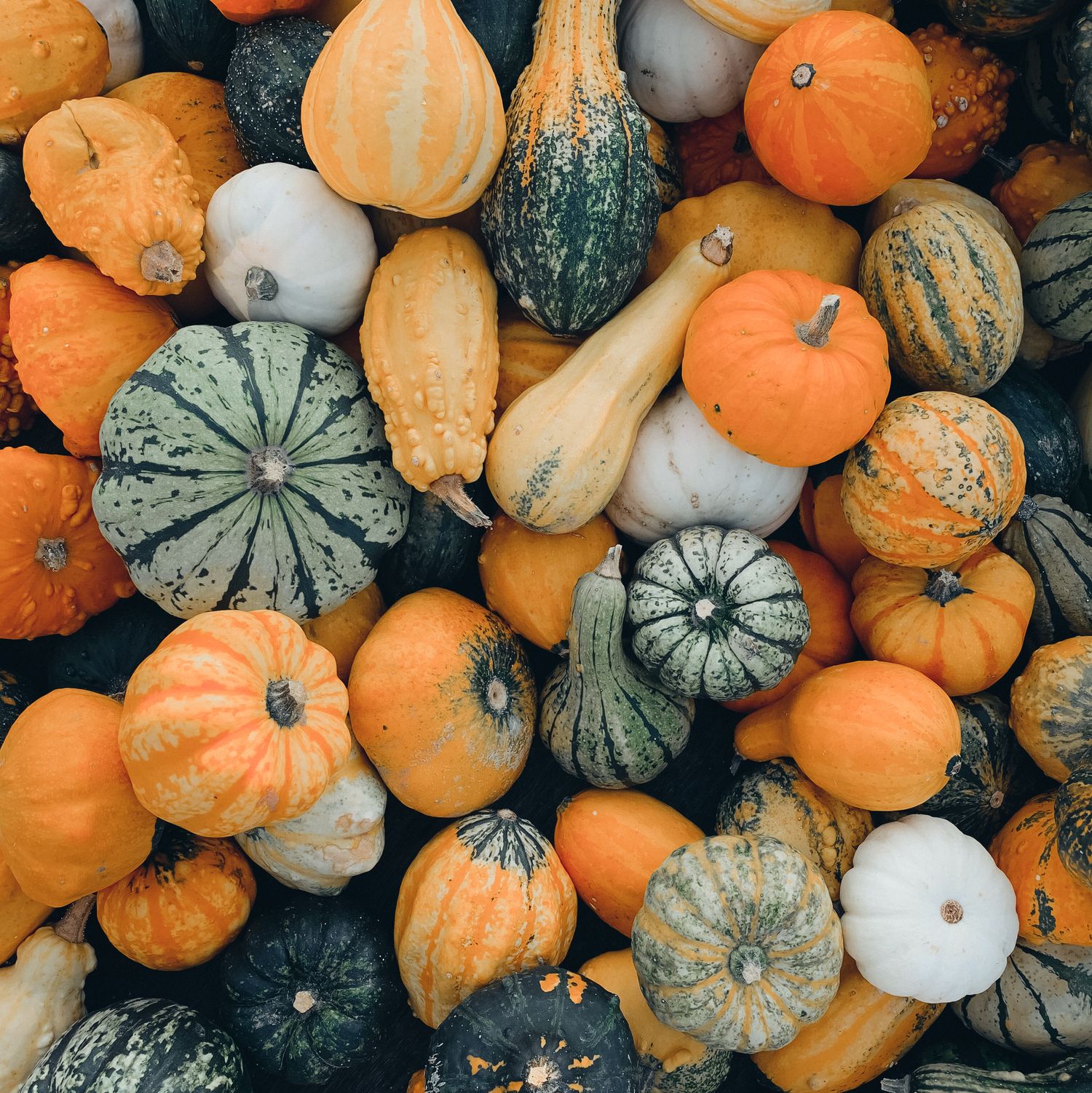 Conditions for using leftover pumpkins as fertilizer