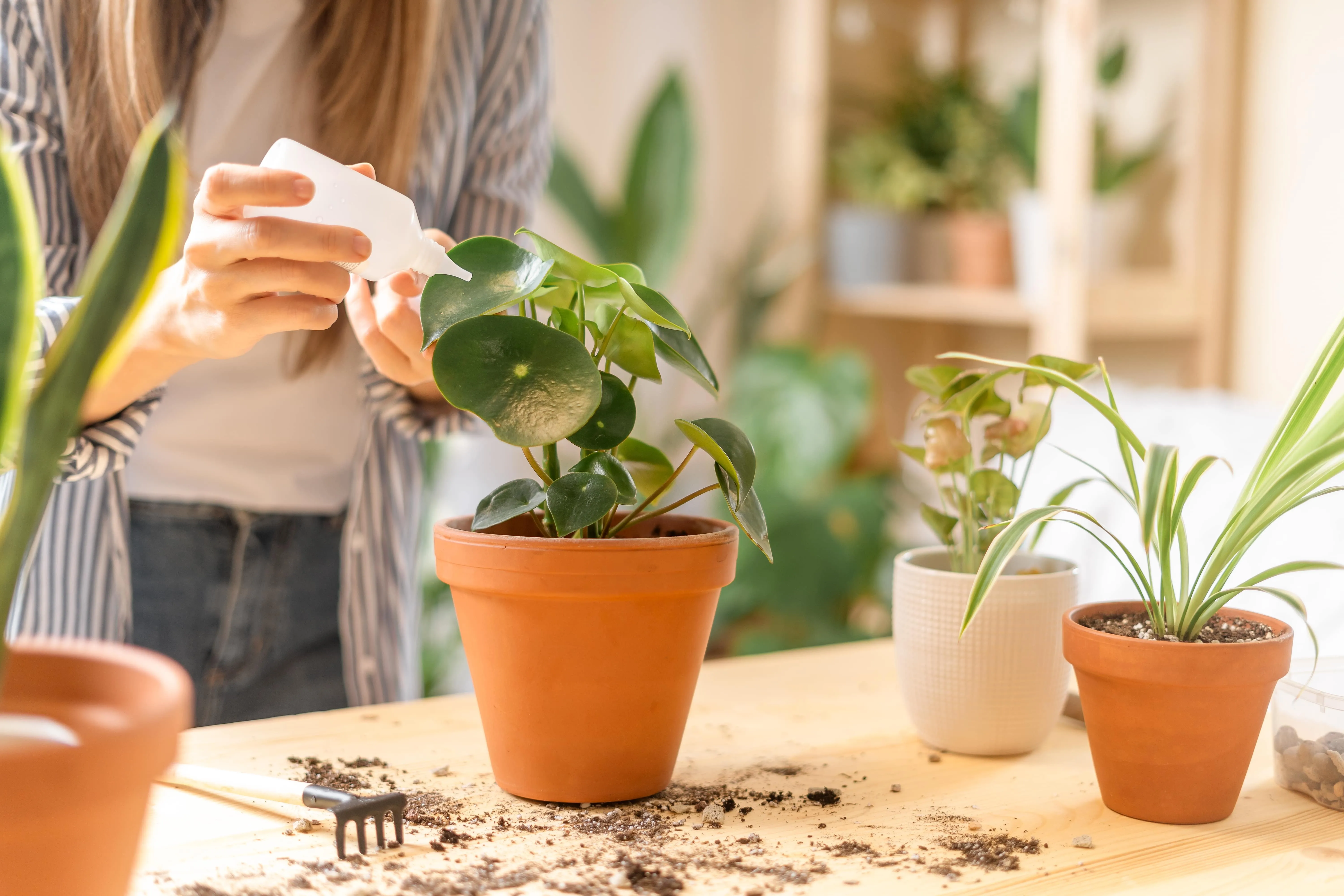 Is sugar water good for plants Experts have their say on this gardening hack