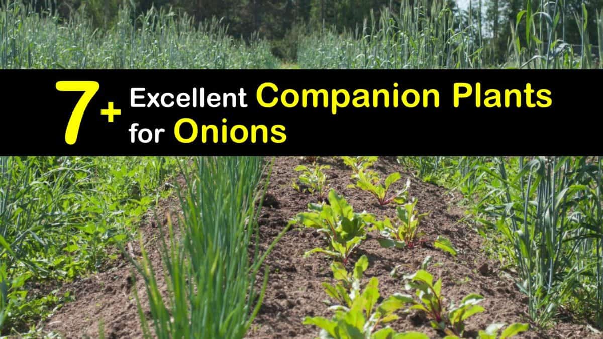 Onion companion planting – what to grow with onions to ensure a bumper crop