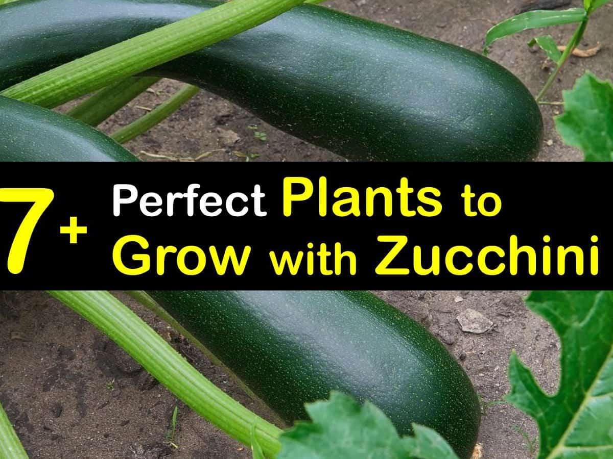Zucchini companion plants – what to grow alongside zucchini for a bumper crop