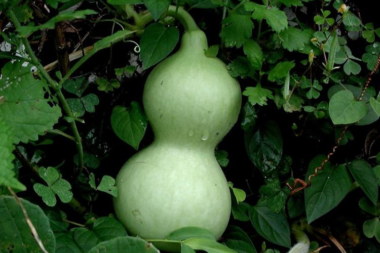 Benefits of growing gourds