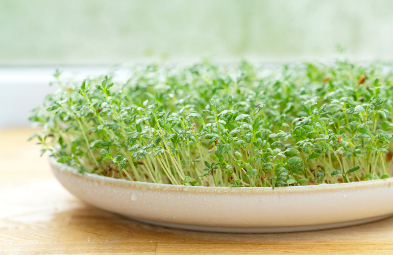 Where does cress grow best