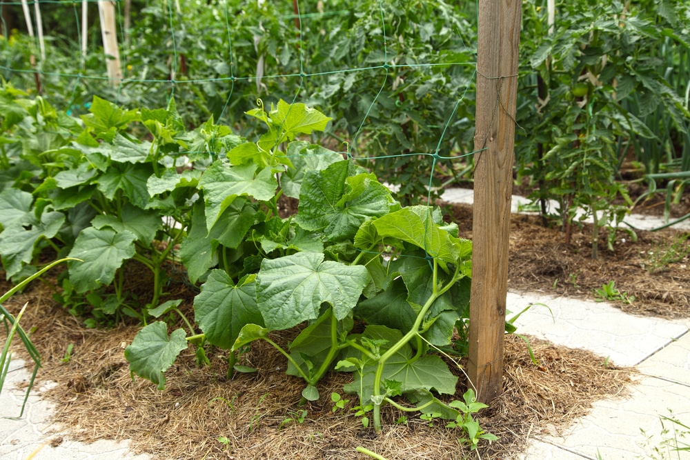 Cucumber companion planting – what to grow with cucumbers for a better crop