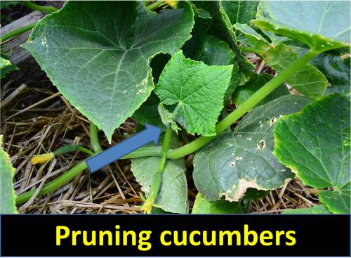 When to prune cucumber plants?