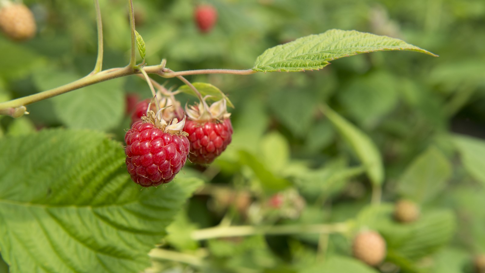 How to fertilize raspberries