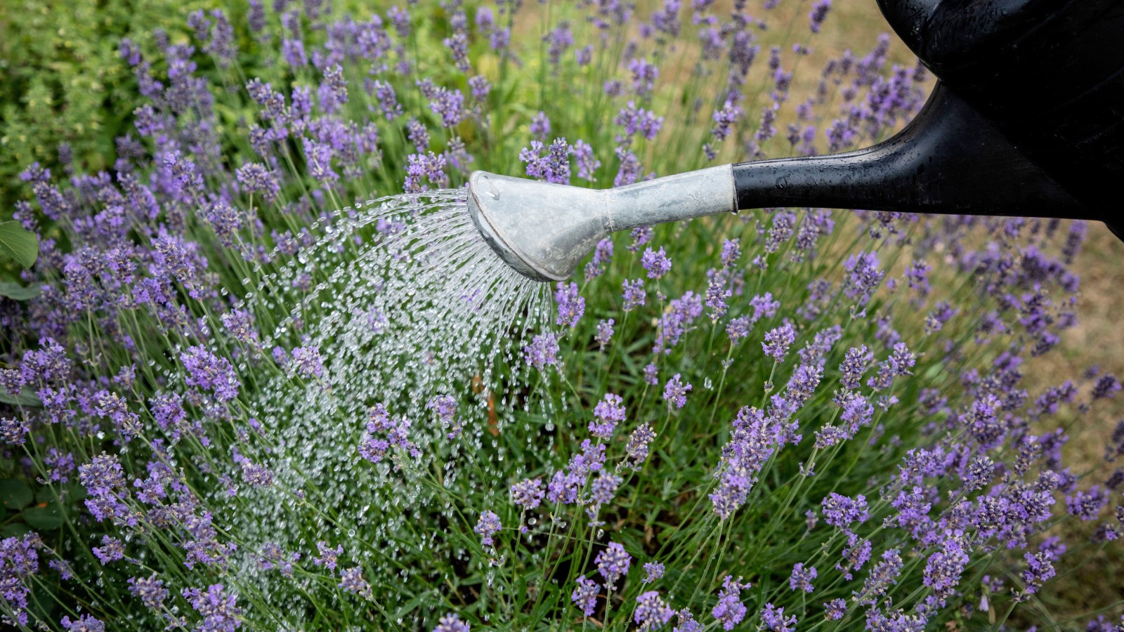 Expert tips for watering lavender to avoid ‘loving it to death’