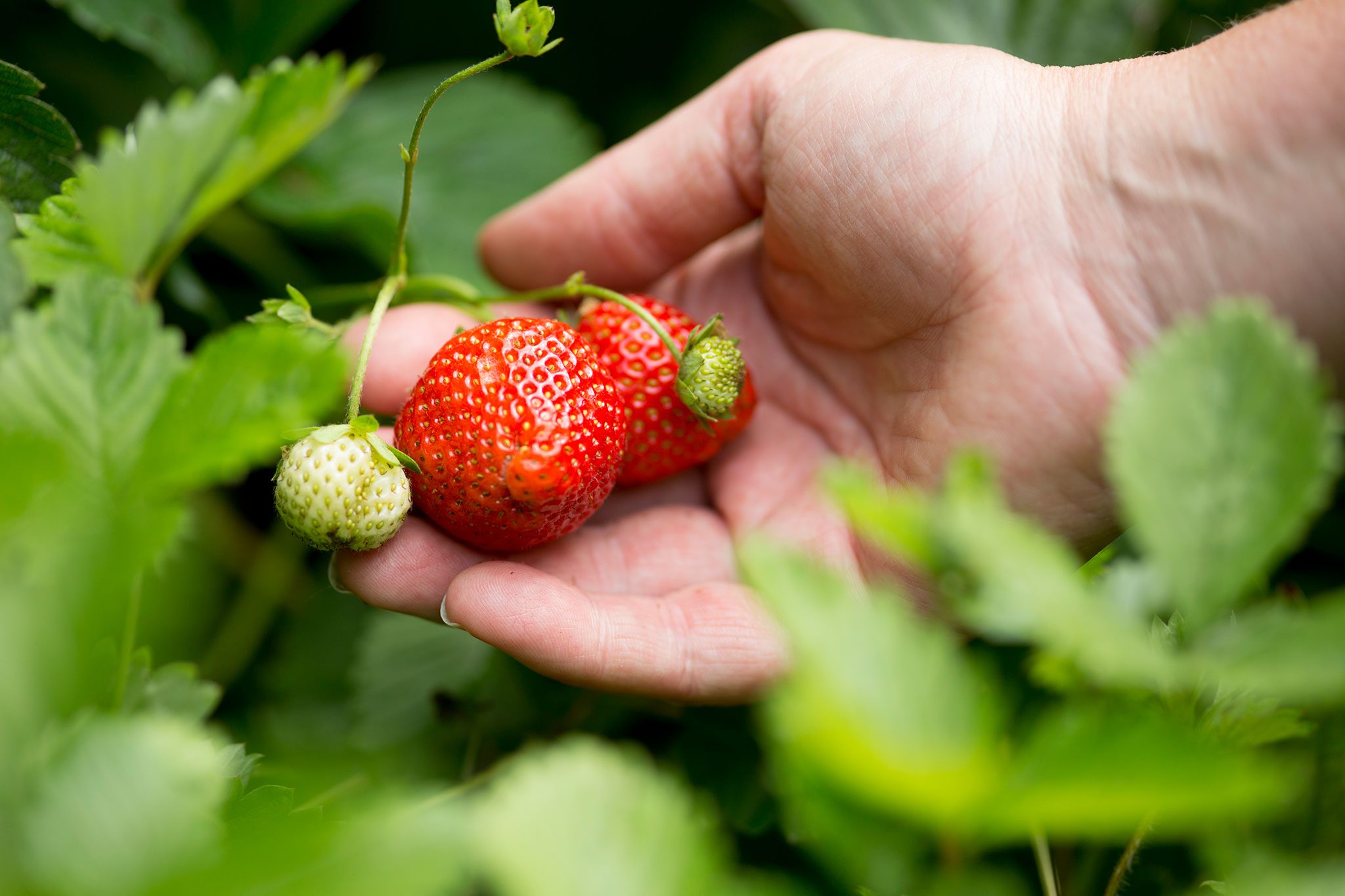 What time of day is best to pick strawberries