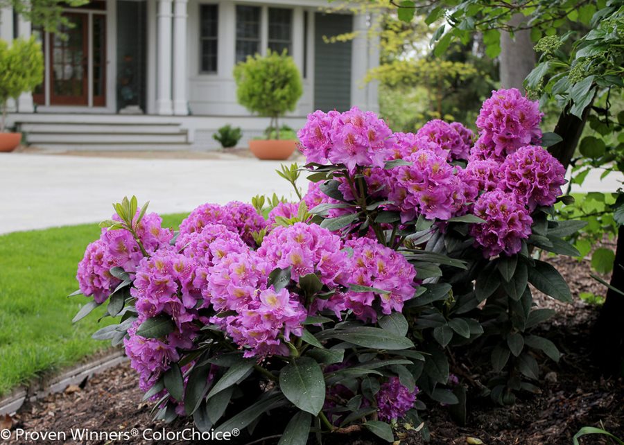 Fertilizing rhododendrons will help them flourish – the experts explain how and when to do it