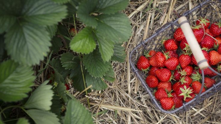 Can you use tomato fertilizer on strawberries?
