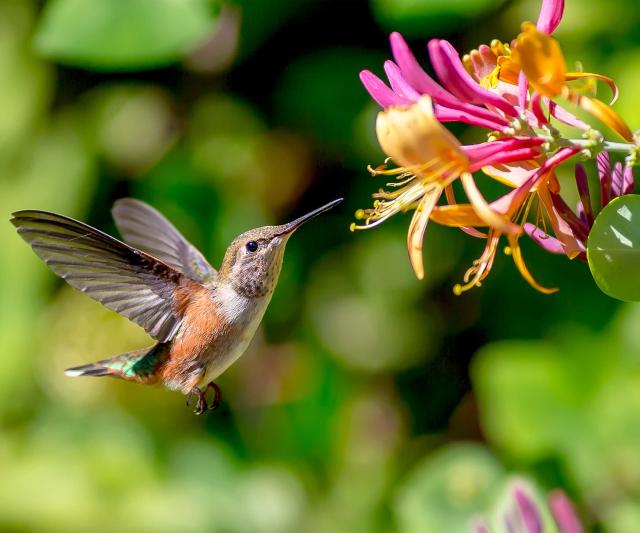Hummingbird perches – why they're important and how you can offer them in your backyard