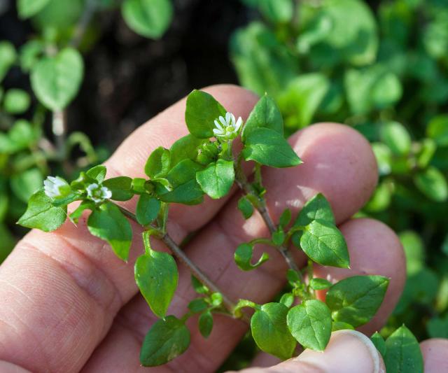 3 ways to deal with chickweed in your flower and veg beds