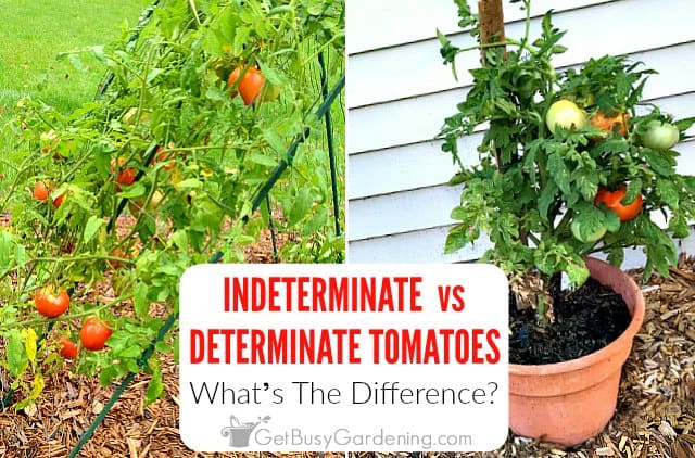 Pruning determinate vs indeterminate tomatoes