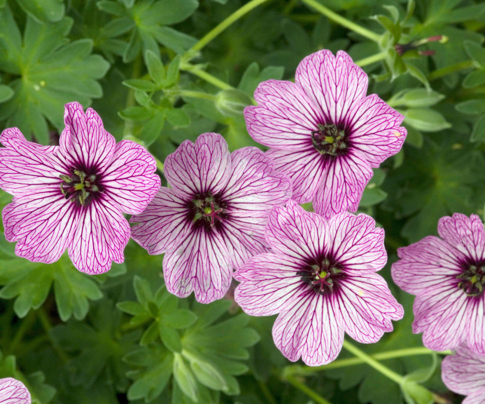 What causes geraniums to stop blooming