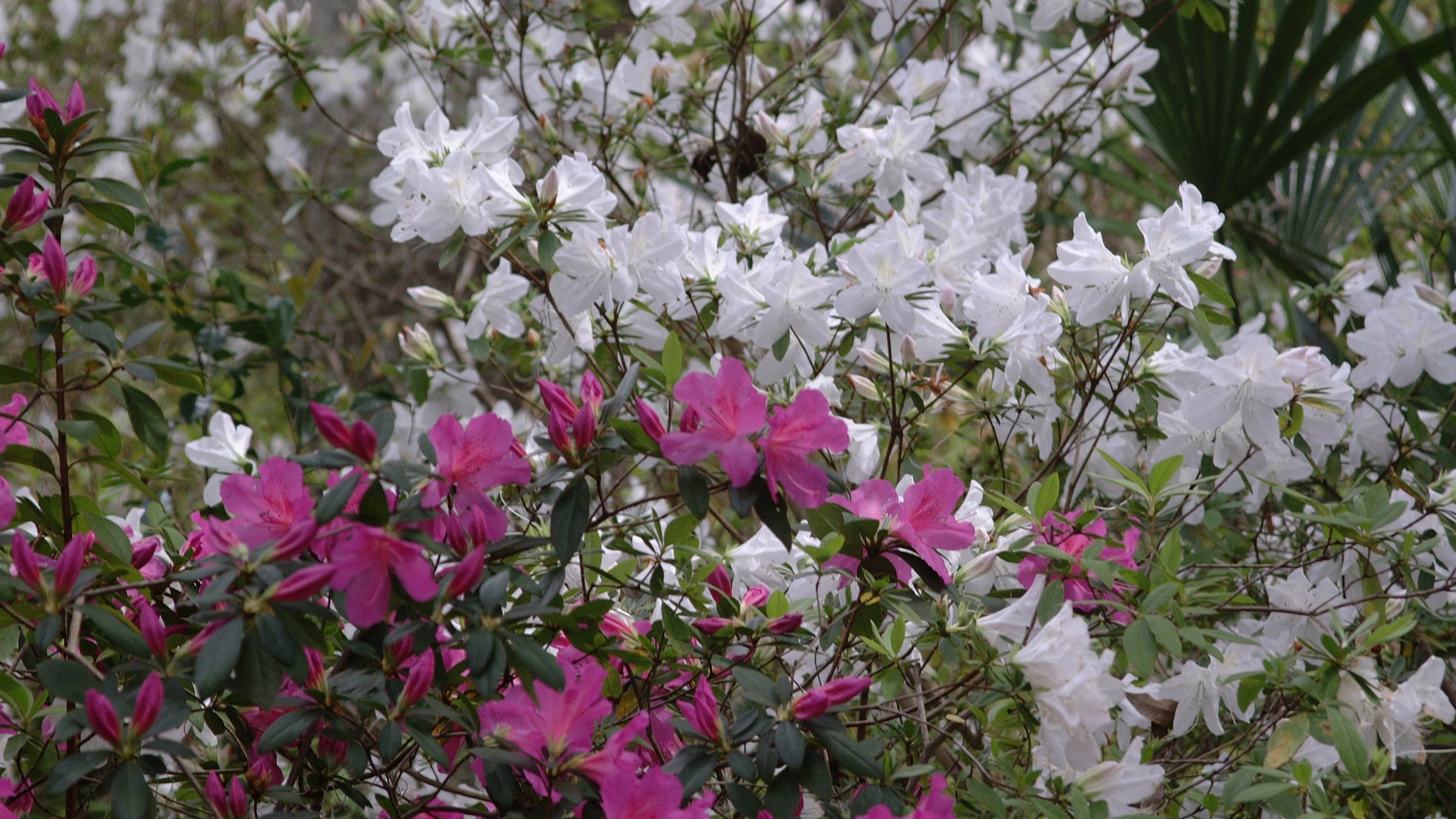How and when should azaleas be pruned