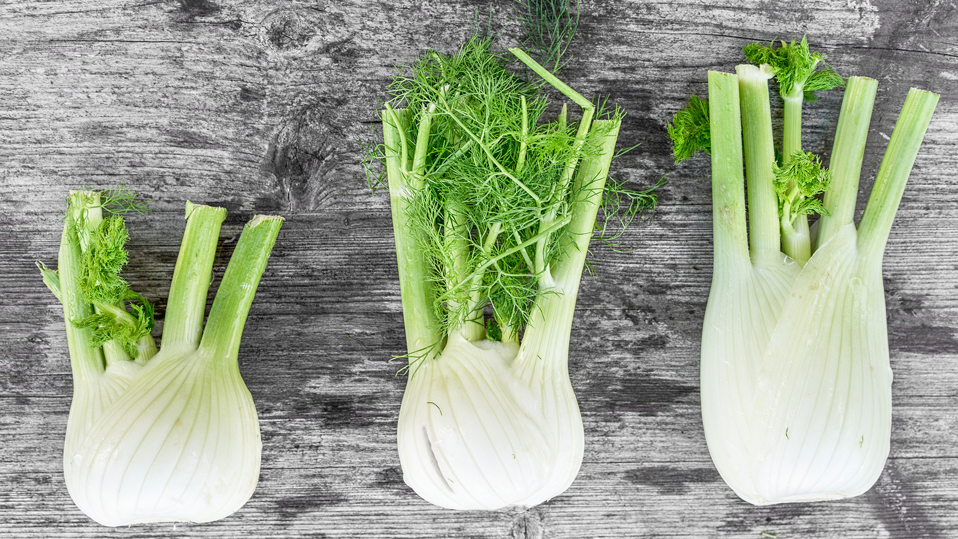 How to grow fennel – as a herb or vegetable