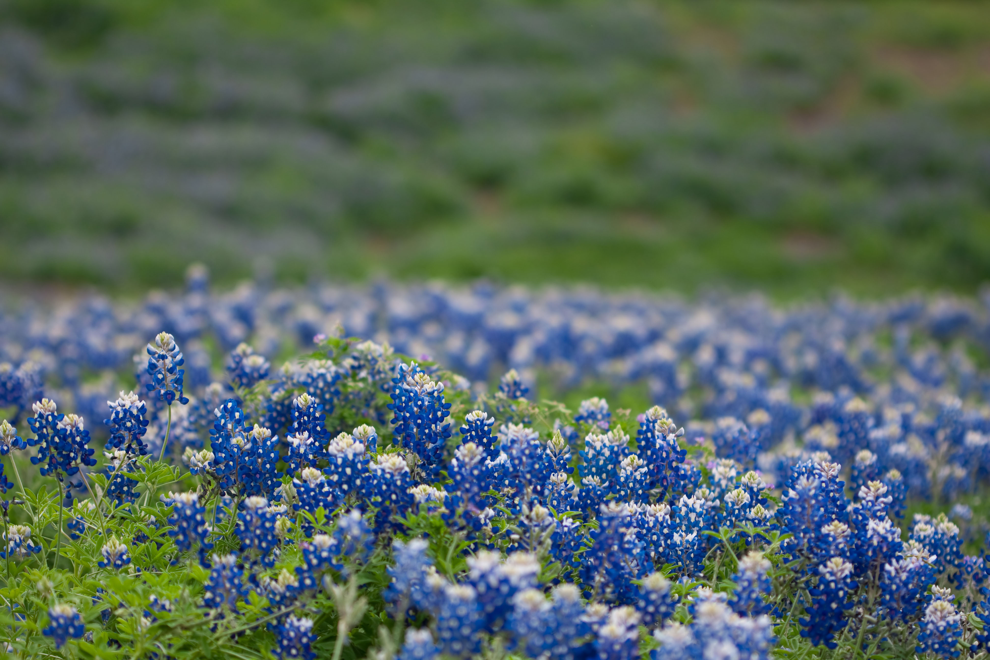 Planting bluebonnet seeds in cold climates