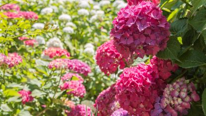How to prune hydrangeas – top tips for healthy plants and more flowers