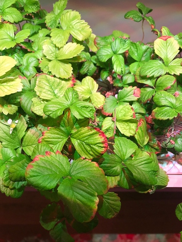 Why are my strawberry leaves turning brown Expert tips on the causes and what action to take