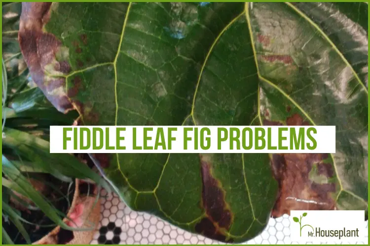 8 common fiddle leaf fig problems – houseplant experts explain how to fix them