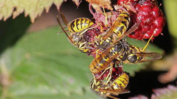 How to get rid of yellowjackets – from your yard and your home