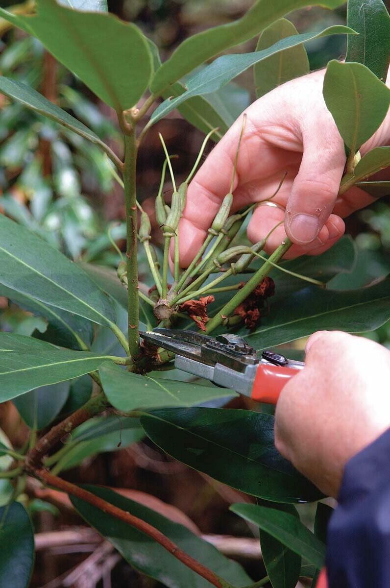 What time of year to prune Rhododendrons