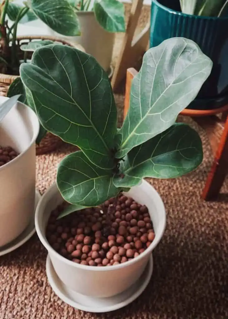 2 Give your fiddle leaf fig a refreshing shower