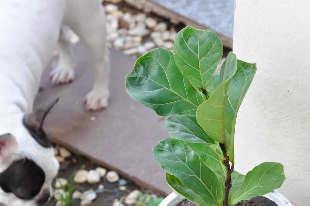 What are the side effects if my pet eats a fiddle leaf fig
