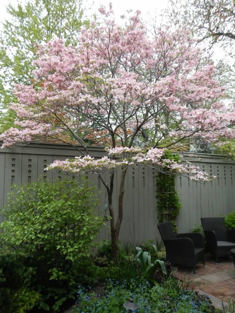 Best trees for small gardens – 10 best trees for tiny yards