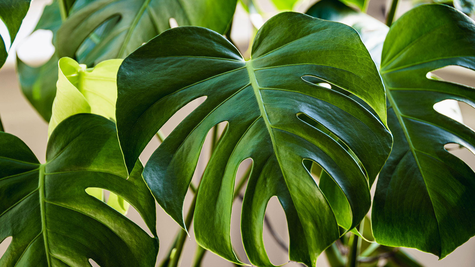 8. Care for your repotted monstera