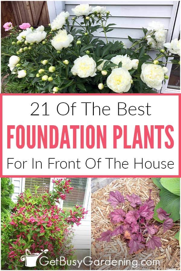 Best shrubs for the front of the house – 10 pretty ideas