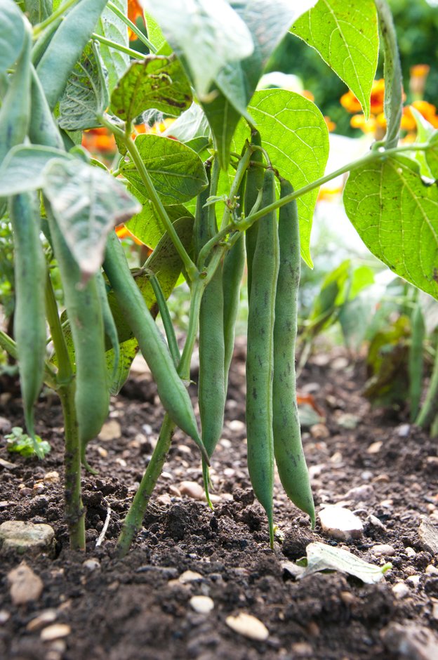 Try these recommended varieties of French bean